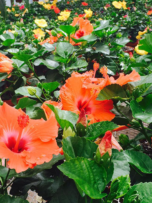 beautiful orange flowers