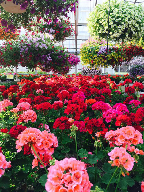beautiful summer hanging baskets